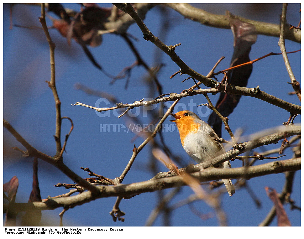 ����� ��������� �������, ������, ������������� ����, ������� , Erythacus rubecula, ��������, ��������, �����, �����, ��������, �����������, XYZ, ������������, Muscicapidae