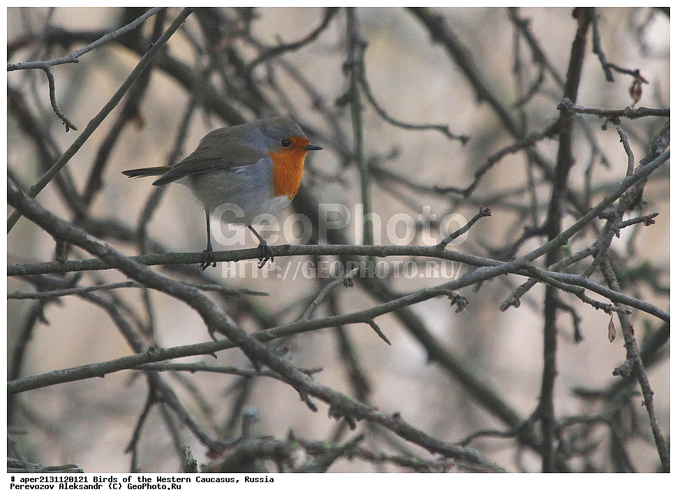 ����� ��������� �������, ������, ������������� ����, ������� , Erythacus rubecula, ��������, ��������, �����, �����, ��������, �����������, XYZ, ������������, Muscicapidae