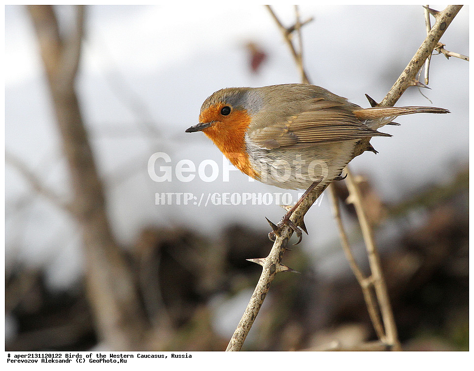 ����� ��������� �������, ������, ������������� ����, ������� , Erythacus rubecula, ��������, ��������, �����, �����, ��������, �����������, XYZ, ������������, Muscicapidae