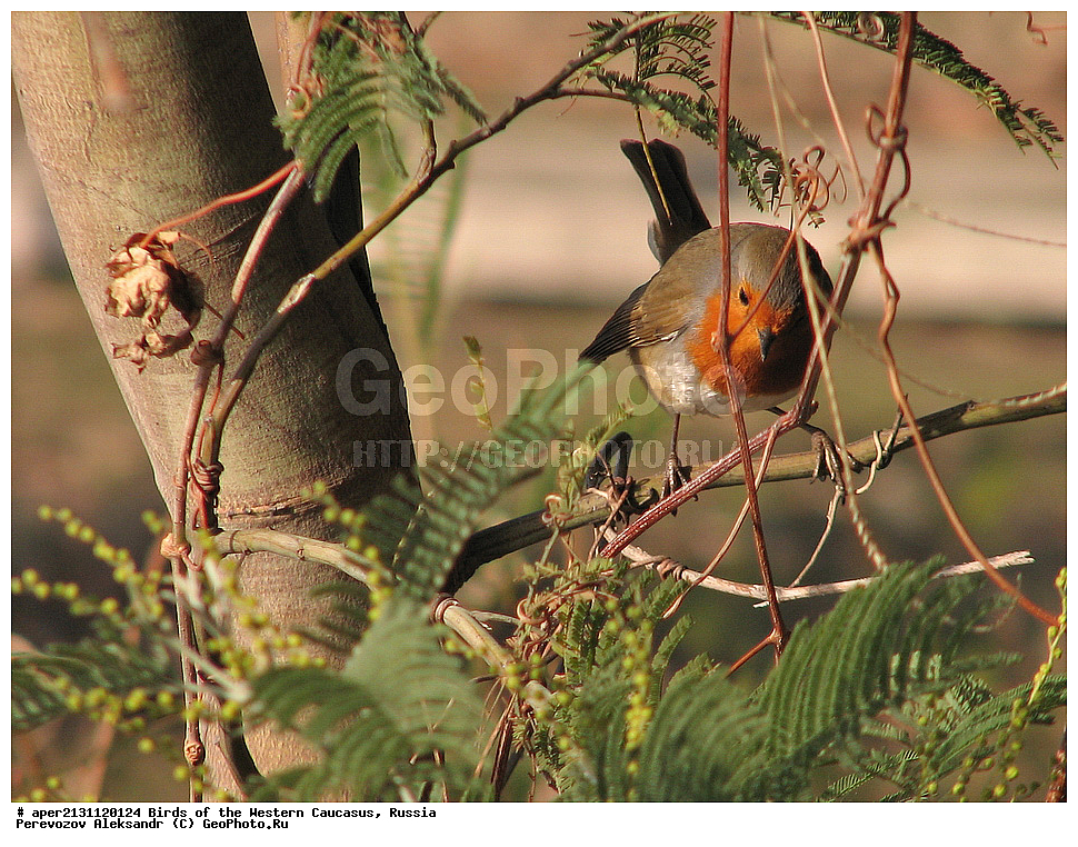 ����� ��������� �������, ������, ������������� ����, ������� , Erythacus rubecula, ��������, ��������, �����, �����, ��������, �����������, XYZ, ������������, Muscicapidae
