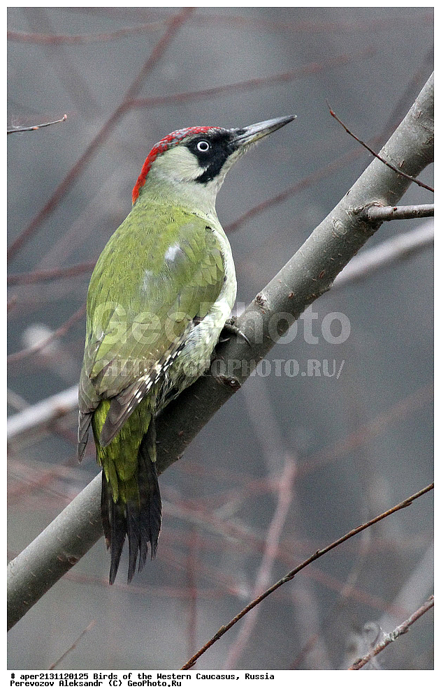 ����� ��������� �������, ������, ������������� ����, ������� ����� , Picus viridis, ��������, ��������, �����, �����, ��������, �����������, XYZ, ��������, �����, ��������� ��������, Picidae