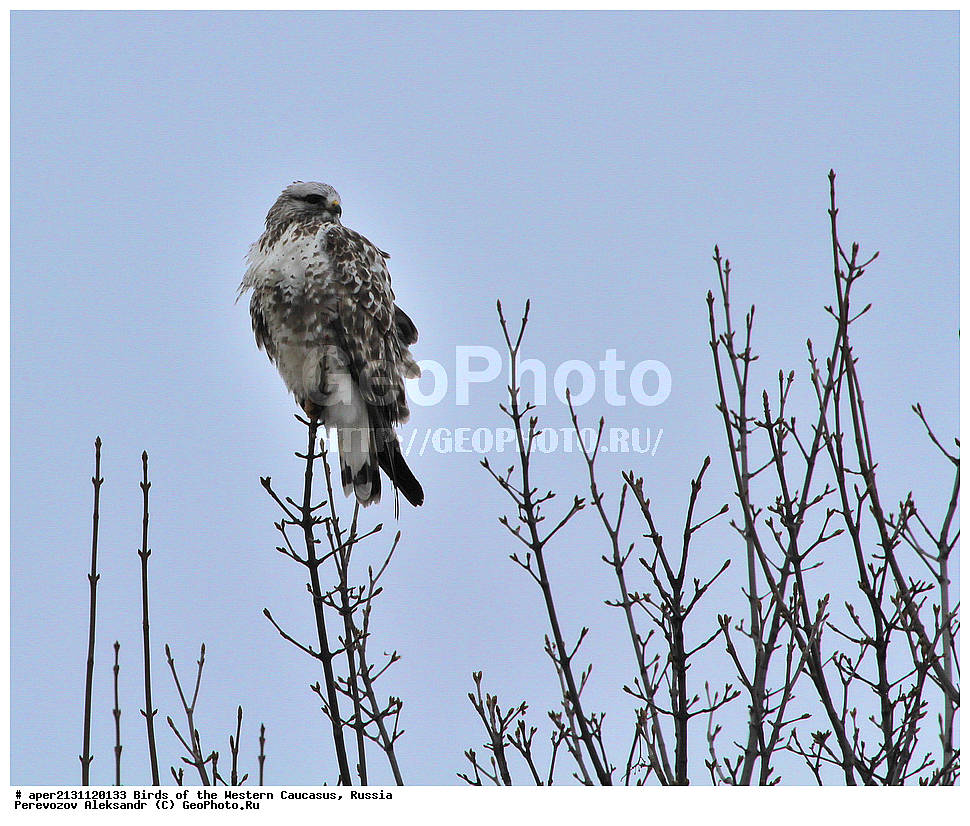 ����� ��������� �������, ������, ������������� ����, ������ , Buteo lagopus, ��������, ��������, �����, �����, ��������, �����������, ������ �����, ������ �����, XYZ, ����������, Accipitridae, ���������� �����