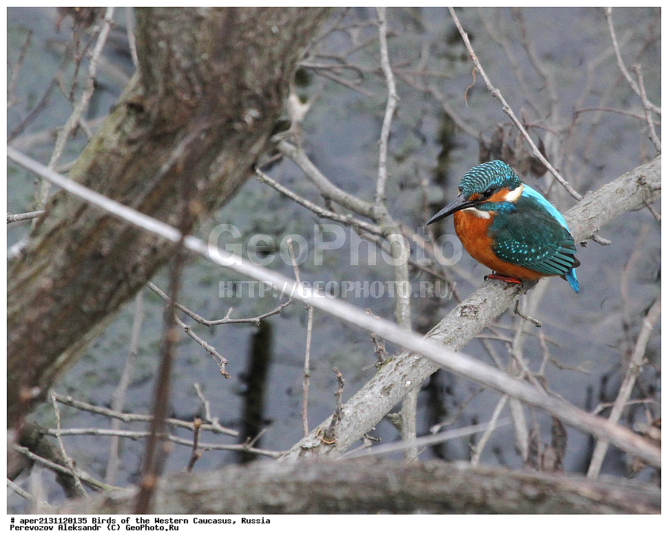 ����� ��������� �������, ������, ������������� ����, ��������� , Alcedo atthis, Alcedo atthis, �����, �����, XYZ, ������������, Alcedinidae, ������������ ���������