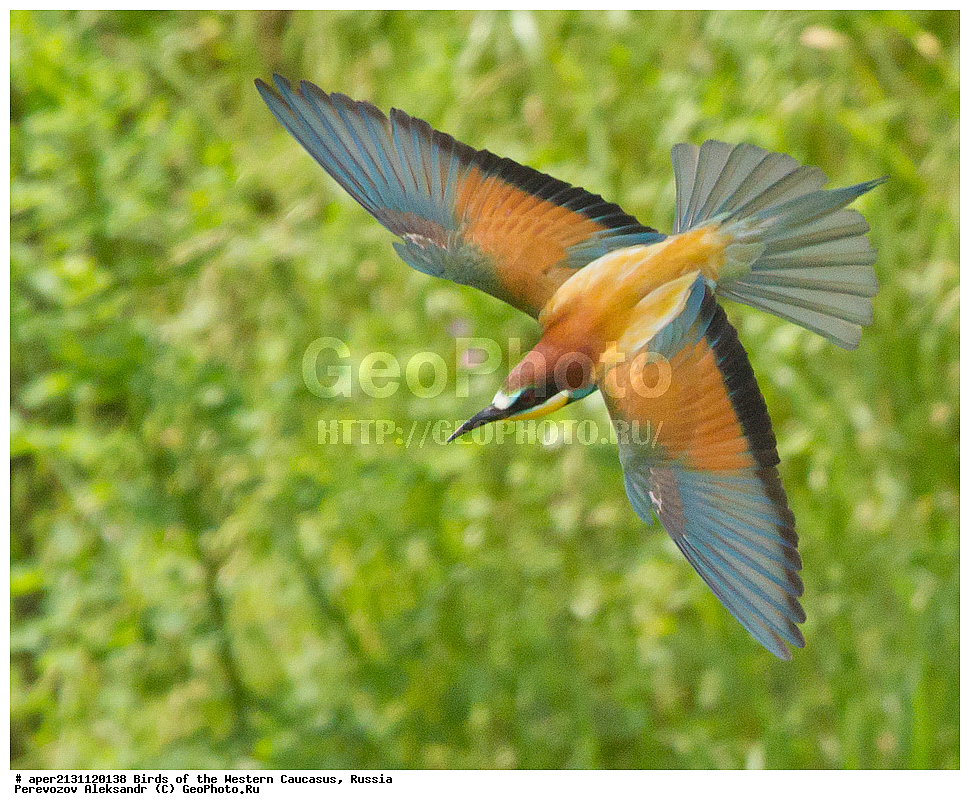 ����� ��������� �������, ������, ������������� ����, ���������� ����� , Merops apiaster, �����, �����, XYZ, ��������, Meropidae