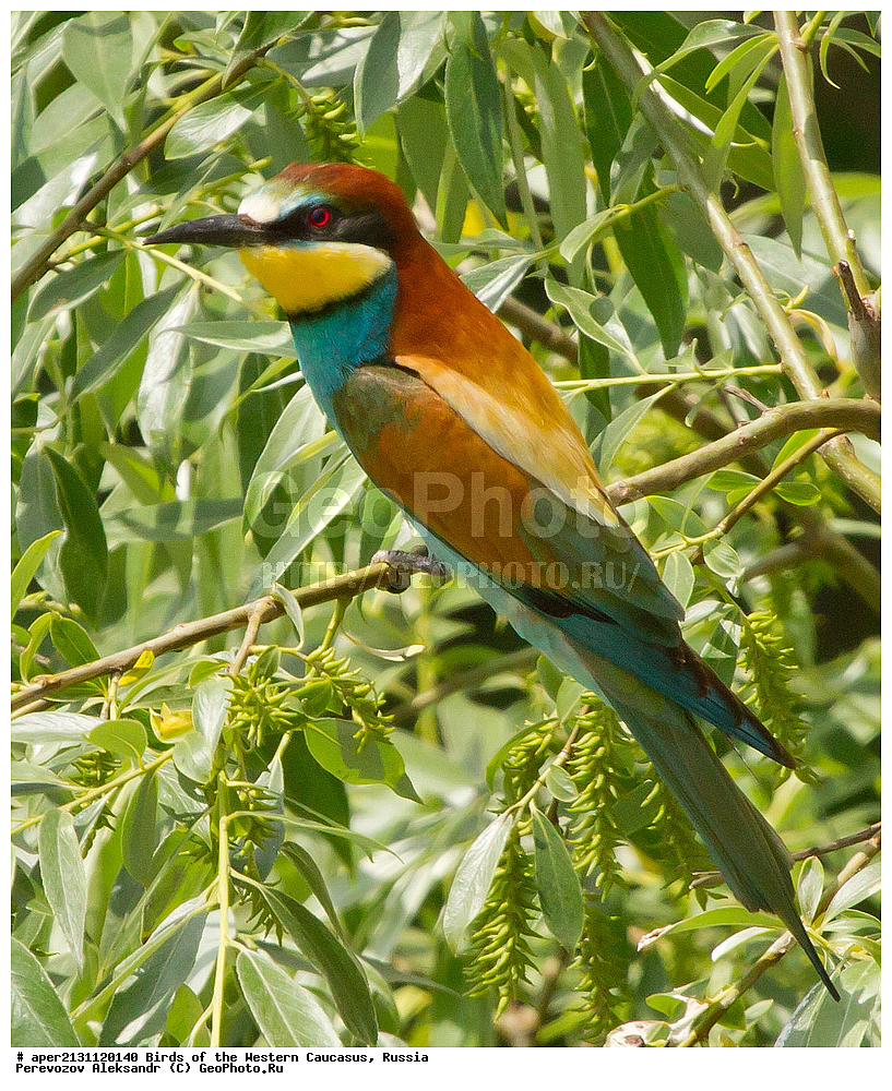 ����� ��������� �������, ������, ������������� ����, ���������� ����� , Merops apiaster, �����, �����, XYZ, ��������, Meropidae