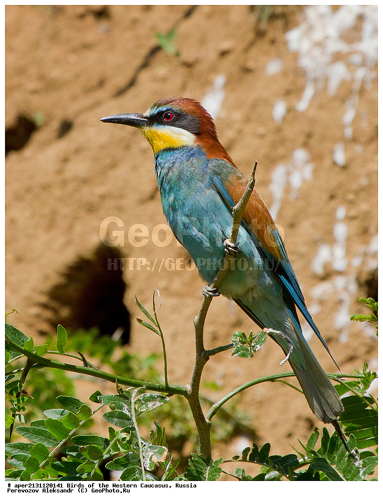 ����� ��������� �������, ������, ������������� ����, ���������� ����� , Merops apiaster, �����, �����, XYZ, ��������, Meropidae