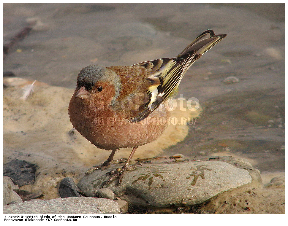 ����� ��������� �������, ������, ������������� ����, ������ , Fringilla coelebs, �����, �����, XYZ, ���������, Fringillidae