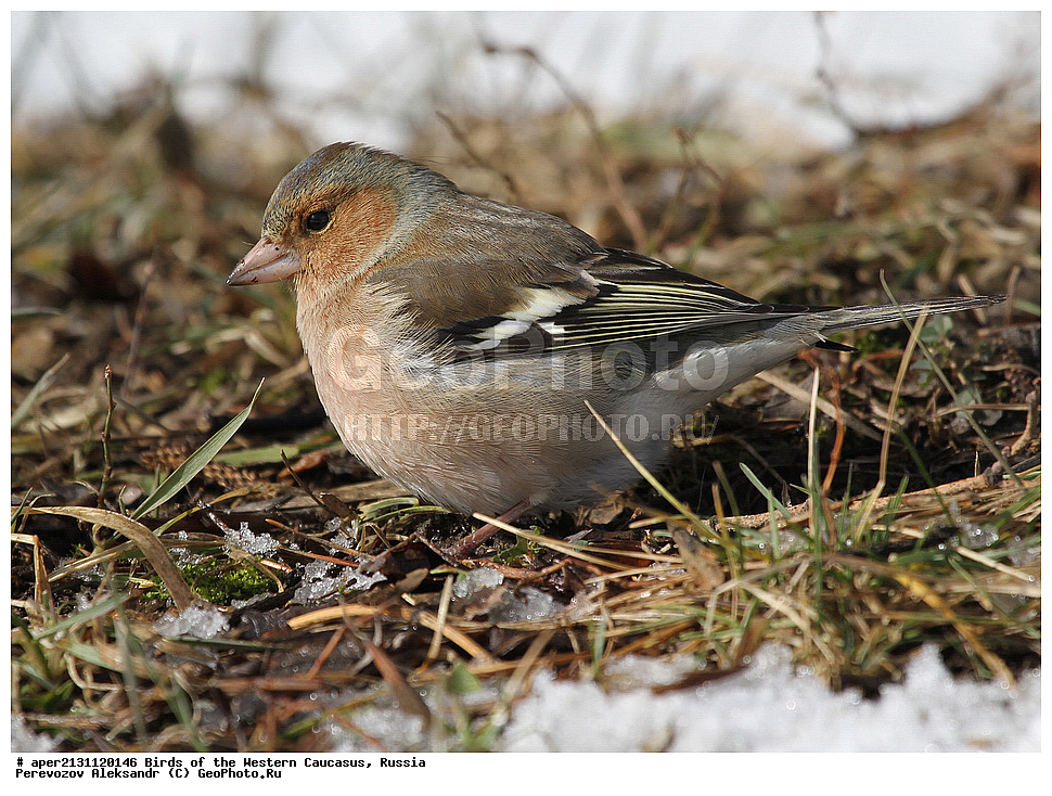 ����� ��������� �������, ������, ������������� ����, ������ , Fringilla coelebs, �����, �����, XYZ, ���������, Fringillidae