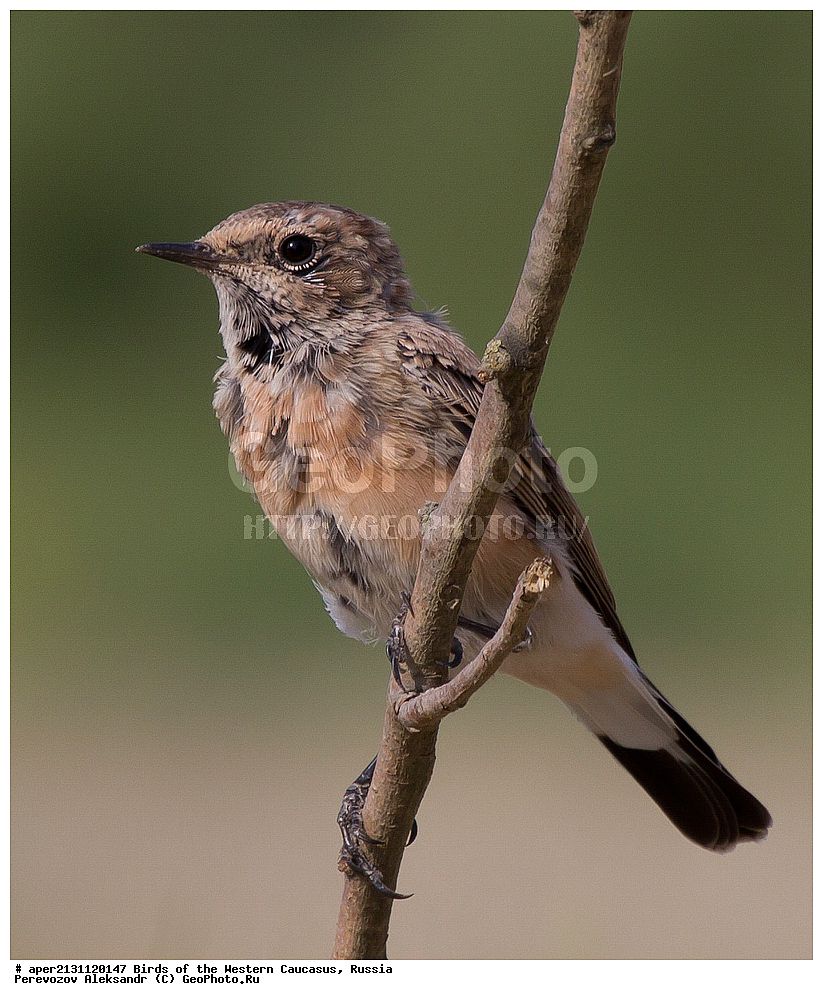 ����� ��������� �������, ������, ������������� ����, ��������� ������� , Oenanthe hispanica, ��������, ��������, �����, �����, ��������, �����������, XYZ, ������������, Muscicapidae, ׸���-����� �������, �����-����� �������