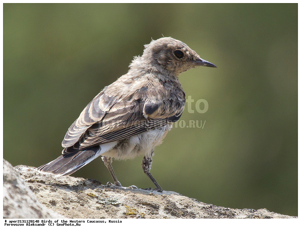 ����� ��������� �������, ������, ������������� ����, ��������� ������� , Oenanthe hispanica, ��������, ��������, �����, �����, ��������, �����������, XYZ, ������������, Muscicapidae, ׸���-����� �������, �����-����� �������