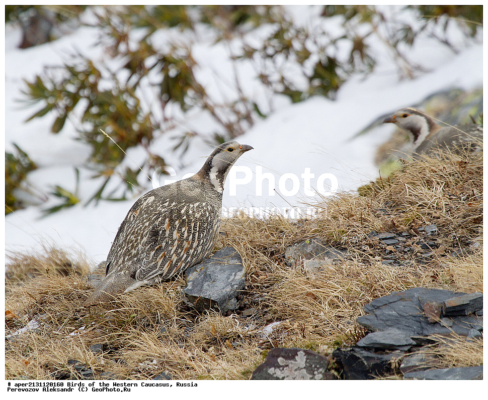 ����� ��������� �������, ������, ������������� ����, ���������� ���� , Tetraogallus caucasicus, �����, �����, XYZ, ���������, Phasianidae, ���������� ������ �������