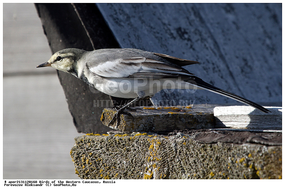 ����� ��������� �������, ������, ������������� ����, ���������� ���������� , Motacilla lugens, ��������, �����, �����, XYZ, �������������, Motacillidae, Motacilla alba, ����� ����������