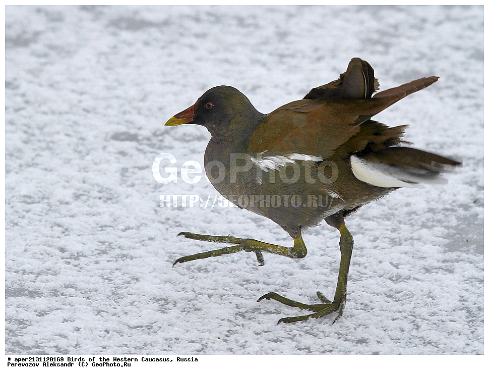 ����� ��������� �������, ������, ������������� ����, ��������� , Gallinula chloropus, �����, �����, XYZ, �����������, Rallidae, �������� �������, ������� �������, �������� �������