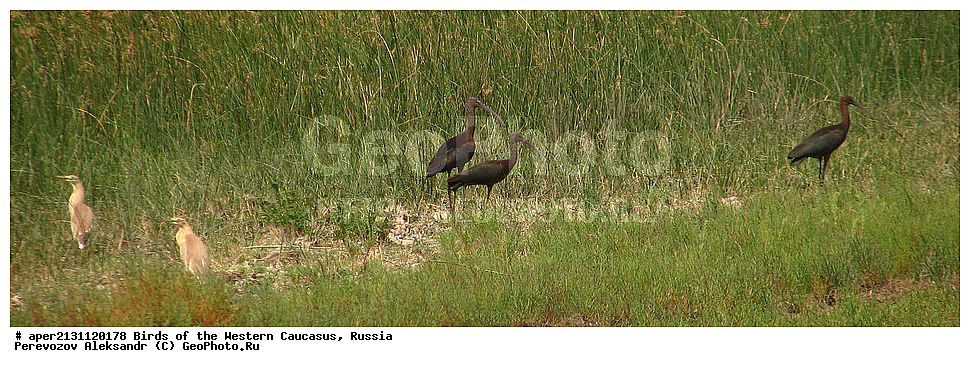 ����� ��������� �������, ������, ������������� ����, ��������� , Plegadis falcinellus, ��������, ��������, �����, �����, ��������, �����������, XYZ, ��������, Threskiornithidae, Plegadis falcinellus, ��������, Ardeidae, Ƹ���� �����, Ardeola ralloides, Ardea ralloides