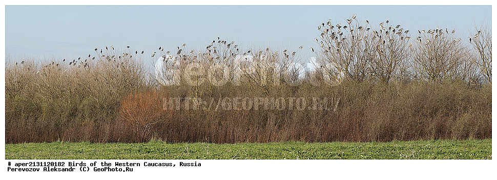 ����� ��������� �������, ������, ������������� ����, ������ , Nycticocax nycticorax, ��������, ��������, �����, �����, ��������, �����������, XYZ, ��������, Ardeidae, ����������� ������, ������ �����, Nycticorax nycticorax