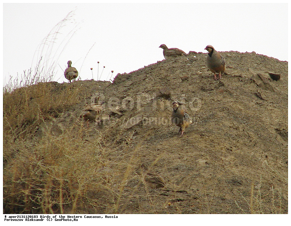 ����� ��������� �������, ������, ������������� ����, ������ , Alectoris chukar, ��������, ��������, �����, �����, ��������, �����������, XYZ, ���������, Phasianidae, ��������� ������, ��������� ������ �������, ��������� �������� ���������, �������� ���������