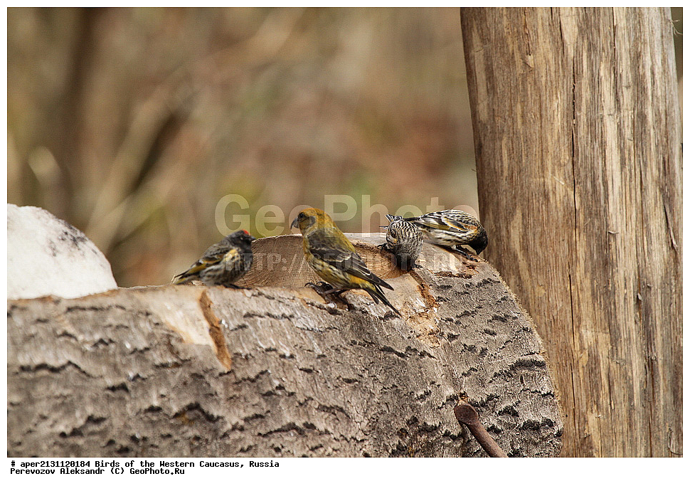 ����� ��������� �������, ������, ������������� ����, �����-������ , Loxia curvirostra, ����-������, ������������ ����, ������������ �����, ��������, ��������, �����, �����, ��������, �����������, XYZ