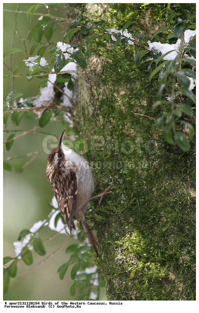 ����� ��������� �������, ������, ������������� ����, ������������ ������ , Certhia brachydactyla, ��������, ��������, �����, �����, ��������, �����������, XYZ, ���������, ���������, Certhiidae, ������� ������
