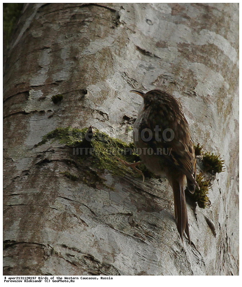 ����� ��������� �������, ������, ������������� ����, ������������ ������ , Certhia brachydactyla, ��������, ��������, �����, �����, ��������, �����������, XYZ, ���������, ���������, Certhiidae, ������� ������