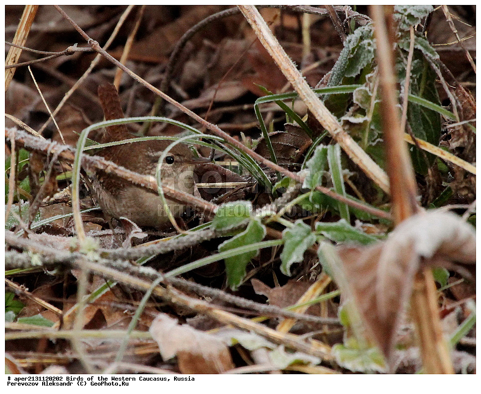 ����� ��������� �������, ������, ������������� ����, ��������� , Troglodytes troglodytes, ��������, ��������, �����, �����, ��������, �����������, XYZ, �������������, Troglodytidae, ���������, �����������, ������, Troglodytes troglodytes, Nannus troglodytes