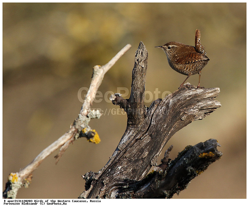 ����� ��������� �������, ������, ������������� ����, ��������� , Troglodytes troglodytes, ��������, ��������, �����, �����, ��������, �����������, XYZ, �������������, Troglodytidae, ���������, �����������, ������, Troglodytes troglodytes, Nannus troglodytes