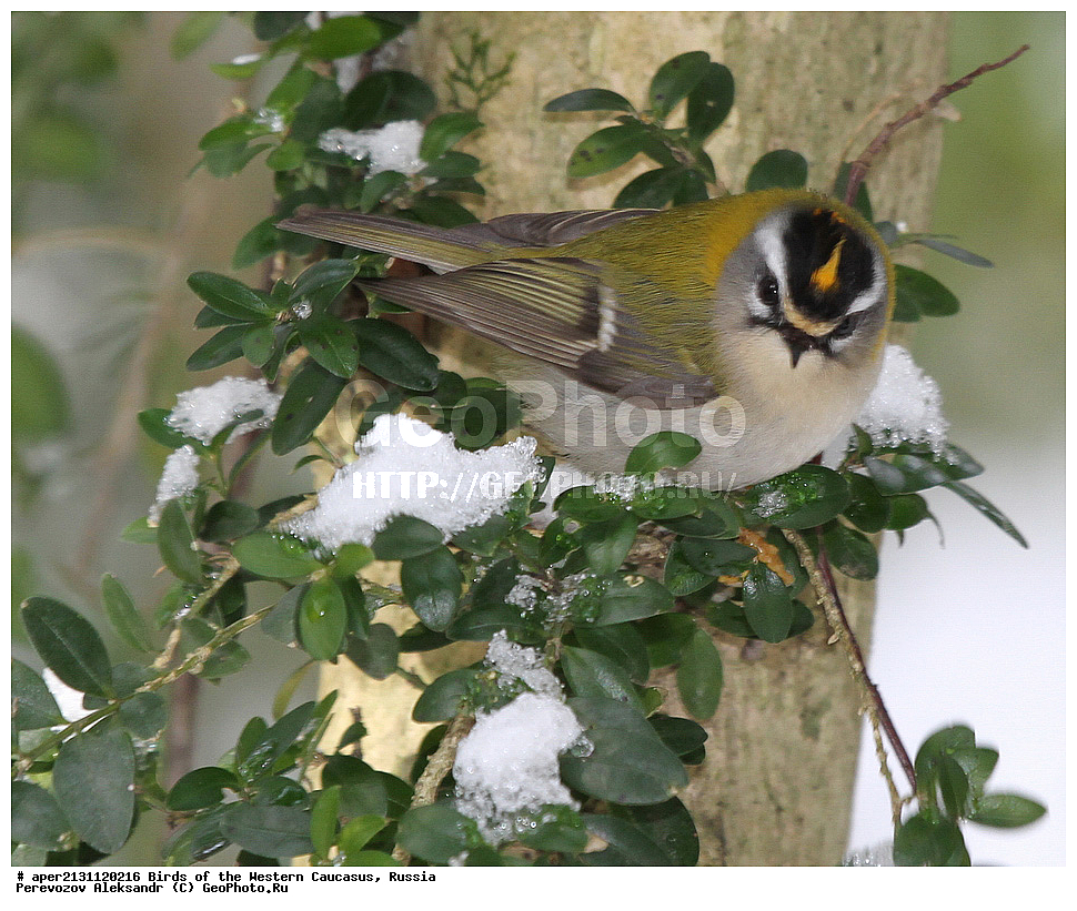 ����� ��������� �������, ������, ������������� ����, ������������� ������� , Regulus ignicapillus, ��������, ��������, �����, �����, ��������, �����������, XYZ, �����������, Regulidae, ������������� �������, Regulus ignicapillus