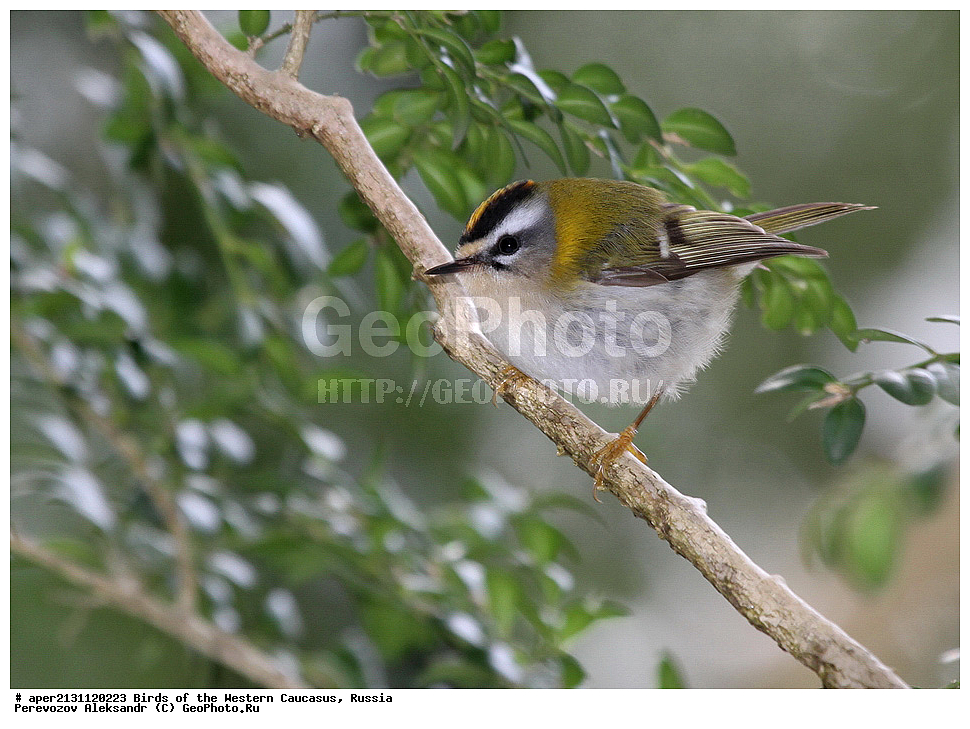 ����� ��������� �������, ������, ������������� ����, ������������� ������� , Regulus ignicapillus, ��������, ��������, �����, �����, ��������, �����������, XYZ, �����������, Regulidae, ������������� �������, Regulus ignicapillus