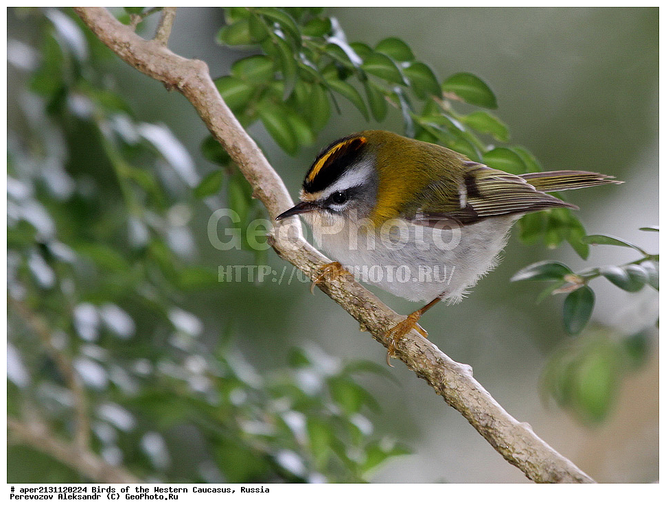 ����� ��������� �������, ������, ������������� ����, ������������� ������� , Regulus ignicapillus, ��������, ��������, �����, �����, ��������, �����������, XYZ, �����������, Regulidae, ������������� �������, Regulus ignicapillus