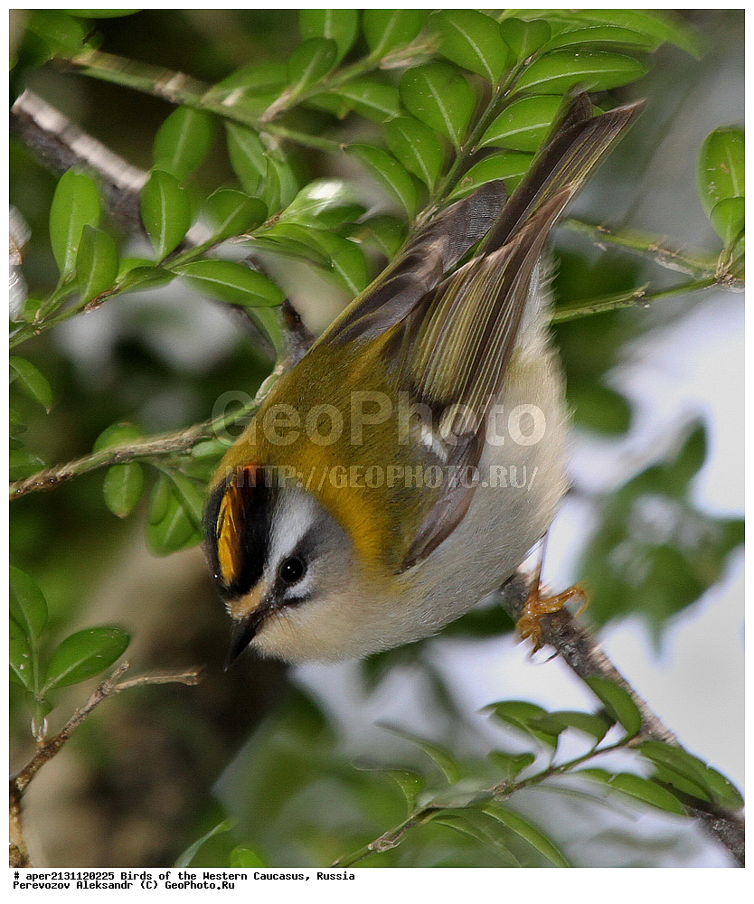 ����� ��������� �������, ������, ������������� ����, ������������� ������� , Regulus ignicapillus, ��������, ��������, �����, �����, ��������, �����������, XYZ, �����������, Regulidae, ������������� �������, Regulus ignicapillus