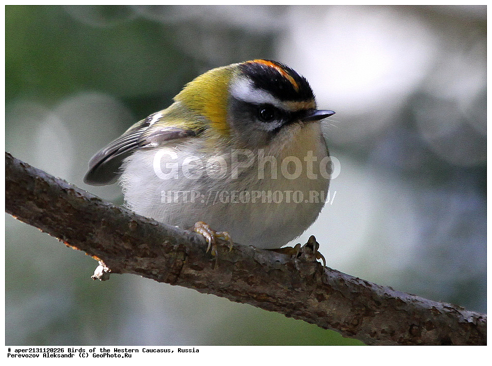 ����� ��������� �������, ������, ������������� ����, ������������� ������� , Regulus ignicapillus, ��������, ��������, �����, �����, ��������, �����������, XYZ, �����������, Regulidae, ������������� �������, Regulus ignicapillus