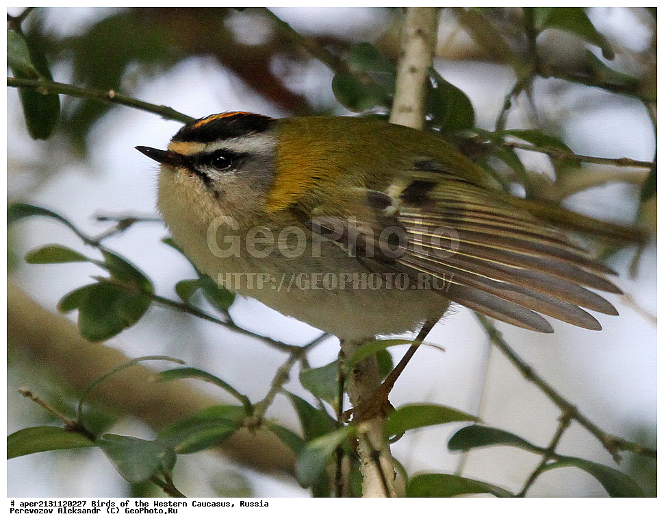 ����� ��������� �������, ������, ������������� ����, ������������� ������� , Regulus ignicapillus, ��������, ��������, �����, �����, ��������, �����������, XYZ, �����������, Regulidae, ������������� �������, Regulus ignicapillus