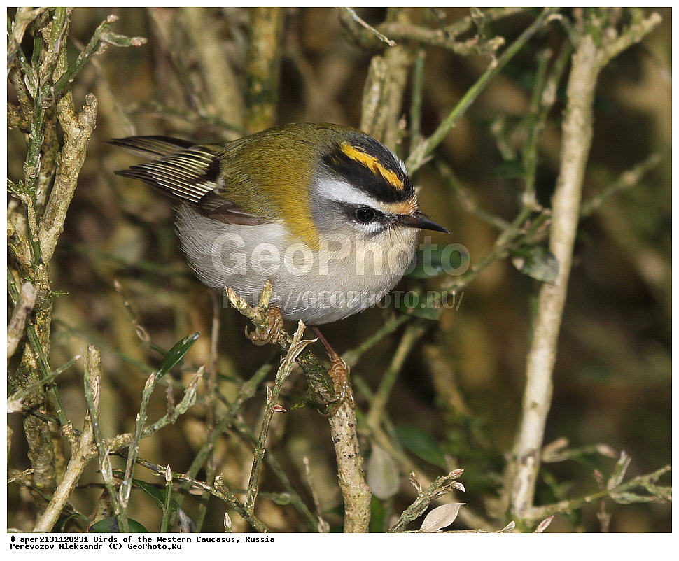 ����� ��������� �������, ������, ������������� ����, ������������� ������� , Regulus ignicapillus, ��������, ��������, �����, �����, ��������, �����������, XYZ, �����������, Regulidae, ������������� �������, Regulus ignicapillus