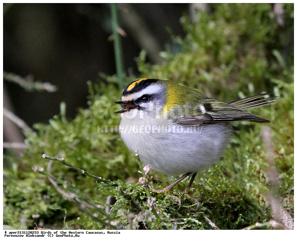 ����� ��������� �������, ������, ������������� ����, ������������� ������� , Regulus ignicapillus, ��������, ��������, �����, �����, ��������, �����������, XYZ, �����������, Regulidae, ������������� �������, Regulus ignicapillus