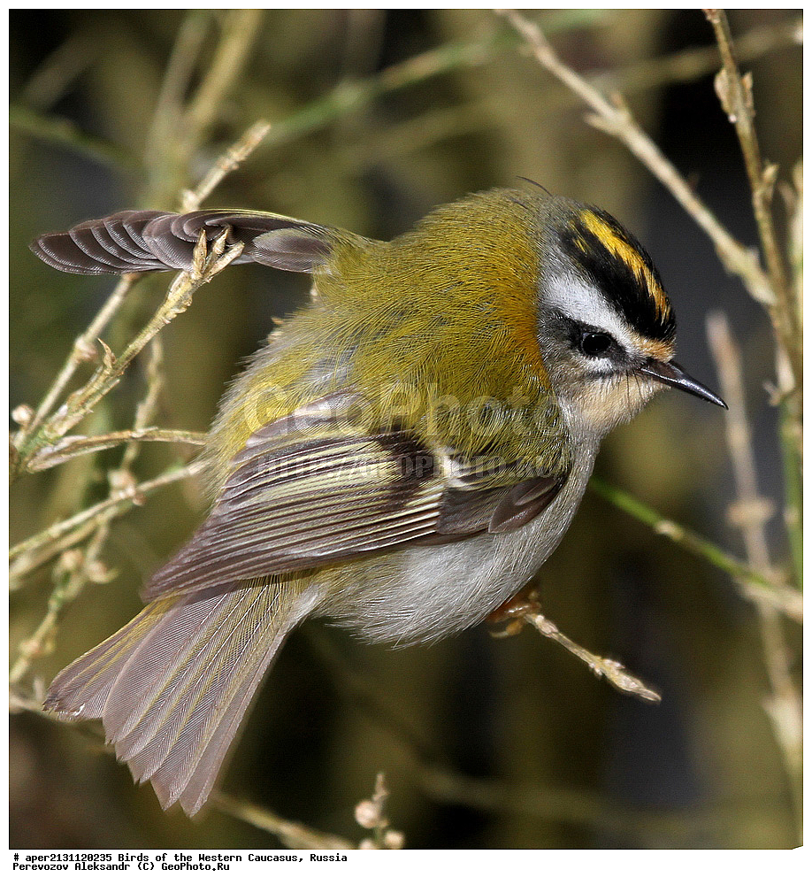 ����� ��������� �������, ������, ������������� ����, ������������� ������� , Regulus ignicapillus, ��������, ��������, �����, �����, ��������, �����������, XYZ, �����������, Regulidae, ������������� �������, Regulus ignicapillus