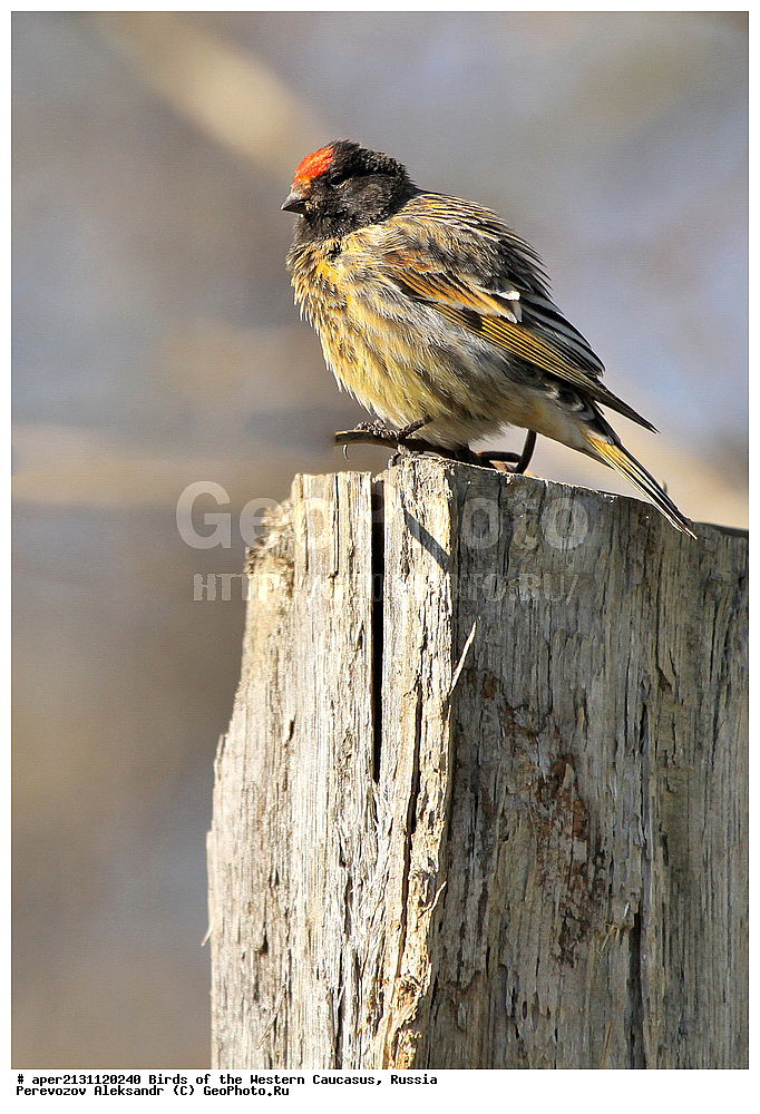 ����� ��������� �������, ������, ������������� ����, �������������� ������ , Serinus pussilus, ��������, ��������, �����, �����, ��������, �����������, XYZ, ���������, Fringillidae, ����������� ������, ����������� ������