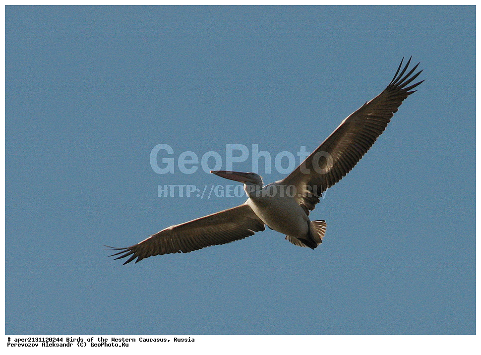 ����� ��������� �������, ������, ������������� ����, �������� ������� , Pelecanus crispus, �����, �����, ������� �����, ������� �����,XYZ, �����������, Pelecanidae, �������� �������, Pelecanus crispus