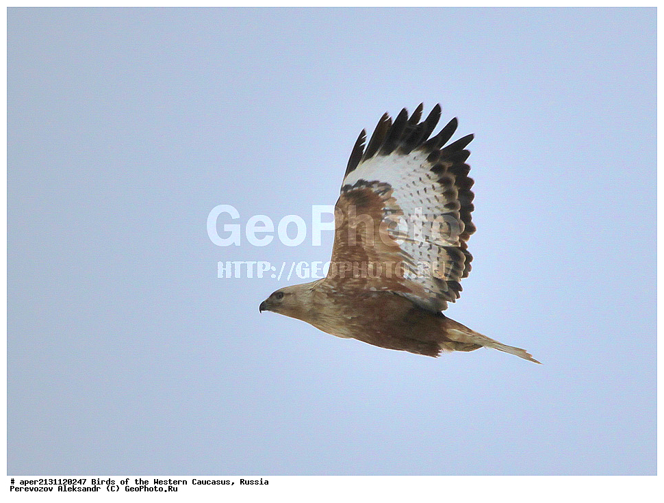 ����� ��������� �������, ������, ������������� ����, ��������, ��������, �����, �����, ��������, �����������, ������ �����, ������ �����,XYZ, ����������, Accipitridae, ���������, Buteo rufinus