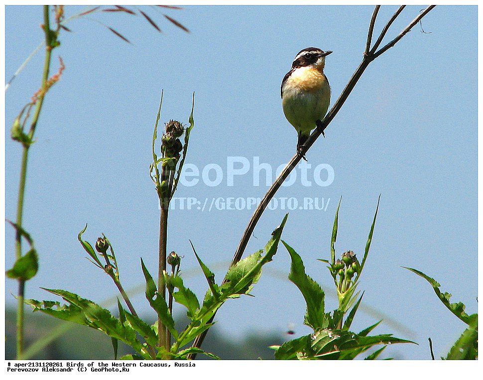 ����� ��������� �������, ������, ������������� ����, ������� ����� , Saxicola rubetra, ��������, ��������, �����, �����, ��������, �����������, XYZ, ������������, Muscicapidae