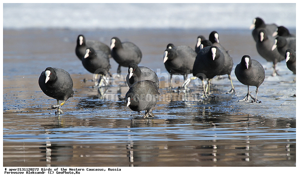 ����� ��������� �������, ������, ������������� ����, ������ , Fulica atra, �����, �����, XYZ, �����������, Rallidae, �����