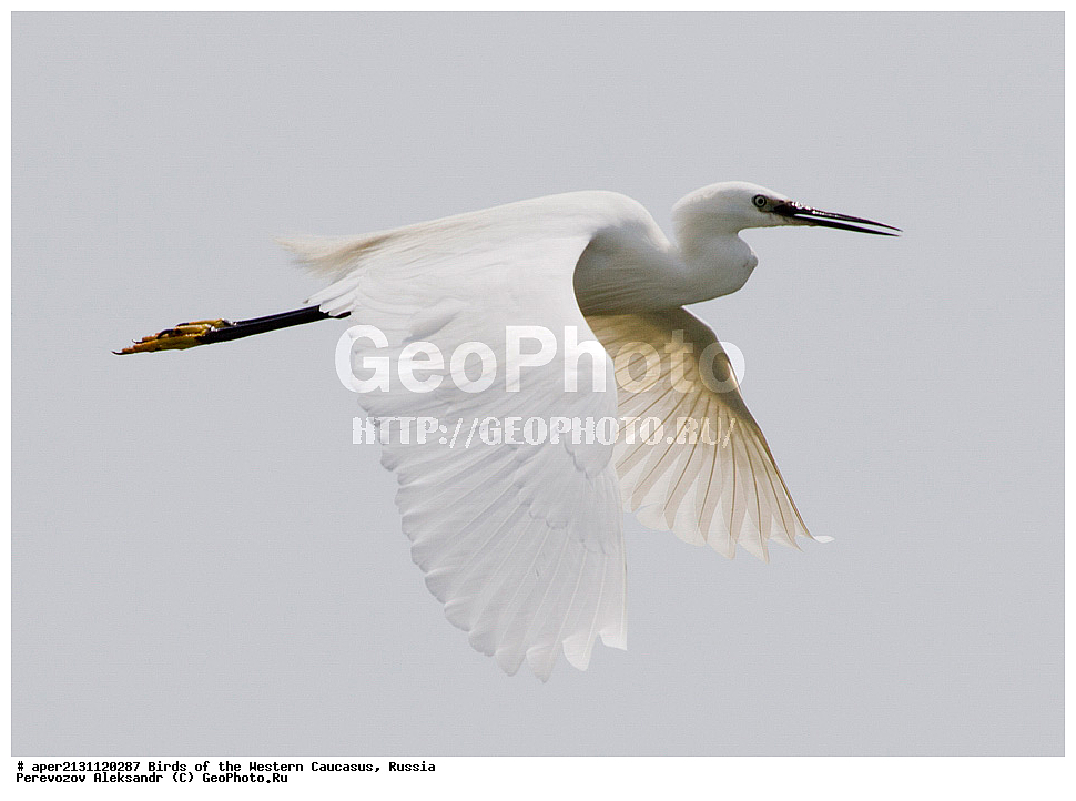 ����� ��������� �������, ������, ������������� ����, ��������, ��������, �����, �����, ��������, �����������, XYZ, ��������, Ardeidae, ����� ����� �����, ������-�����, Egretta garzetta