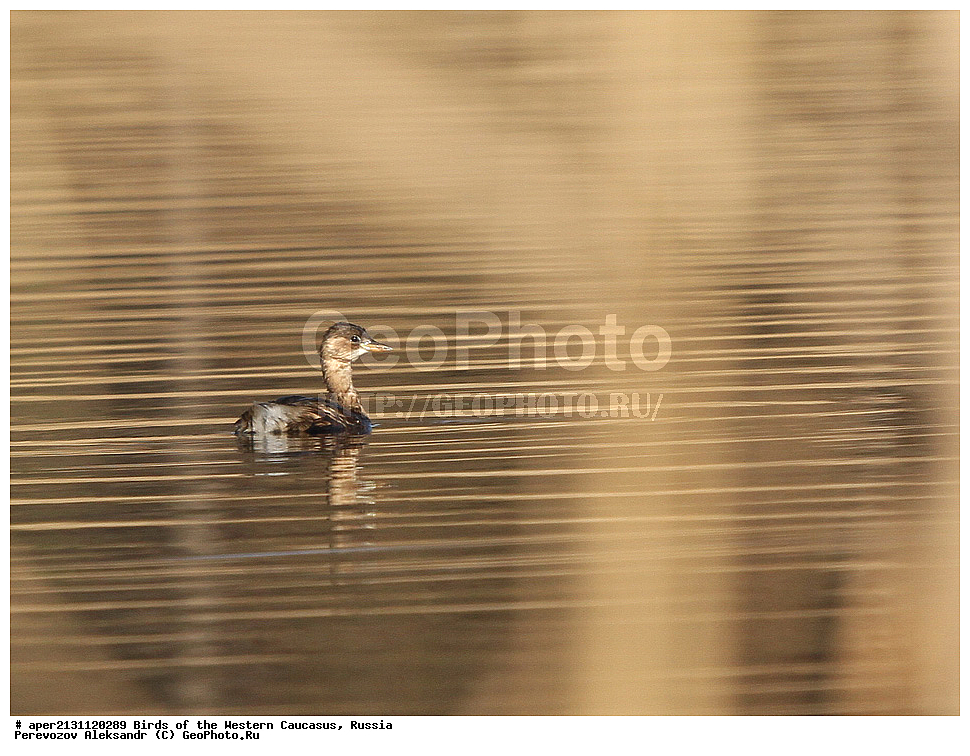 ����� ��������� �������, ������, ������������� ����, ����� ������� , Tachybaptus ruficollis, ��������, ��������, �����, �����, ��������, �����������, ������� �����, ������� �����, XYZ, ����������, Podicipedidae, Podiceps ruficollis