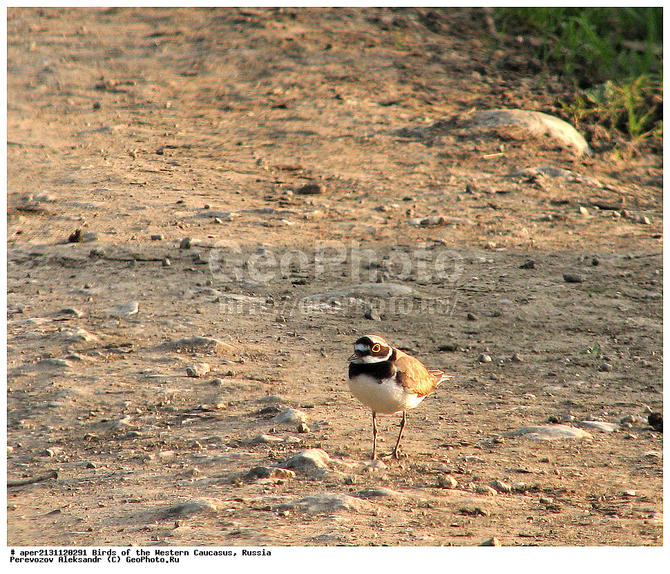 ����� ��������� �������, ������, ������������� ����, ����� ���� , Charadrius dubius, ��������, ��������, �����, �����, ��������, �����������, �����, ������, XYZ, ���������, Charadriidae