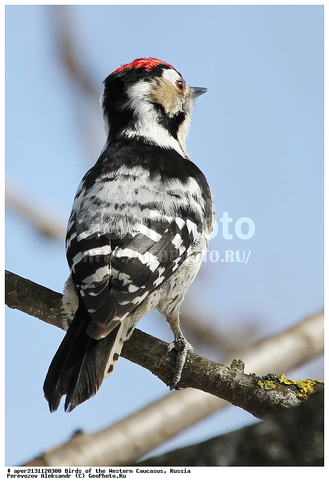 ����� ��������� �������, ������, ������������� ����, ����� ������� ����� , Dendrocopos minor, ��������, ��������, �����, �����, ��������, �����������, XYZ, ��������, �����, ��������� ��������, Picidae, ����� ������� �����, ����� �����, Picoides minor