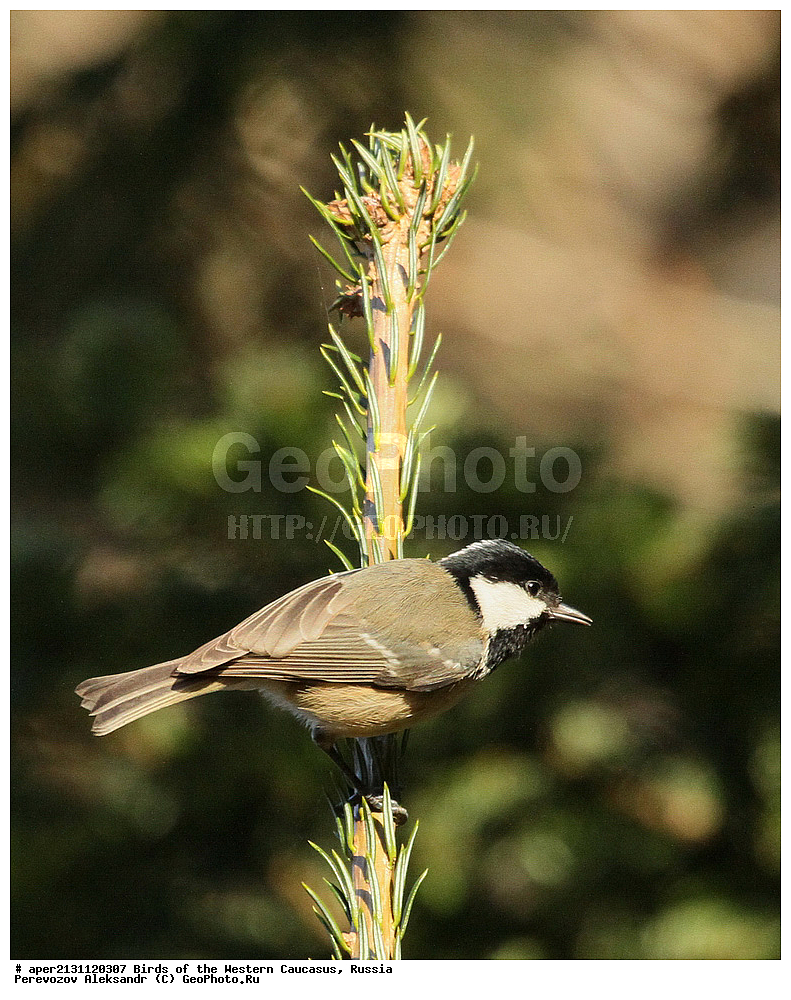 ����� ��������� �������, ������, ������������� ����, �������� , Parus ater, ��������, ��������, �����, �����, ��������, �����������, XYZ, ���������, Paridae, ׸���� ������, Periparus ater