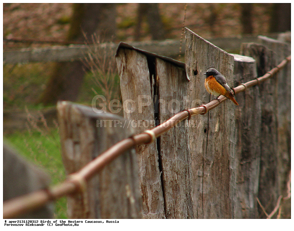 ����� ��������� �������, ������, ������������� ����, ������������ ����������� , Phoenicurus phoenicurus, ��������, ��������, �����, �����, ��������, �����������, XYZ, ������������, Muscicapidae, ������� �����������, �����������-�������