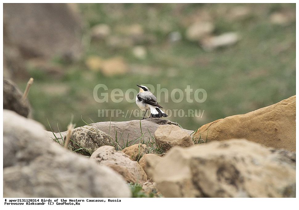 ����� ��������� �������, ������, ������������� ����, ������������ ������� , Oenanthe oenanthe, ��������, ��������, �����, �����, ��������, �����������, XYZ, ������������, Muscicapidae