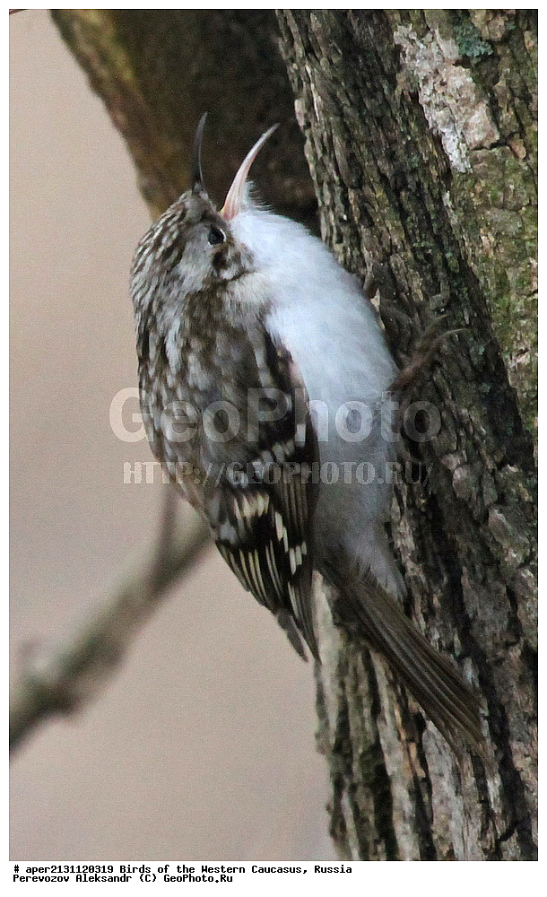 ����� ��������� �������, ������, ������������� ����, ������������ ������ , Certhia familiaris, ��������, ��������, �����, �����, ��������, �����������, XYZ, ���������, Certhiidae