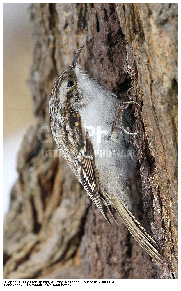 ����� ��������� �������, ������, ������������� ����, ������������ ������ , Certhia familiaris, ��������, ��������, �����, �����, ��������, �����������, XYZ, ���������, Certhiidae