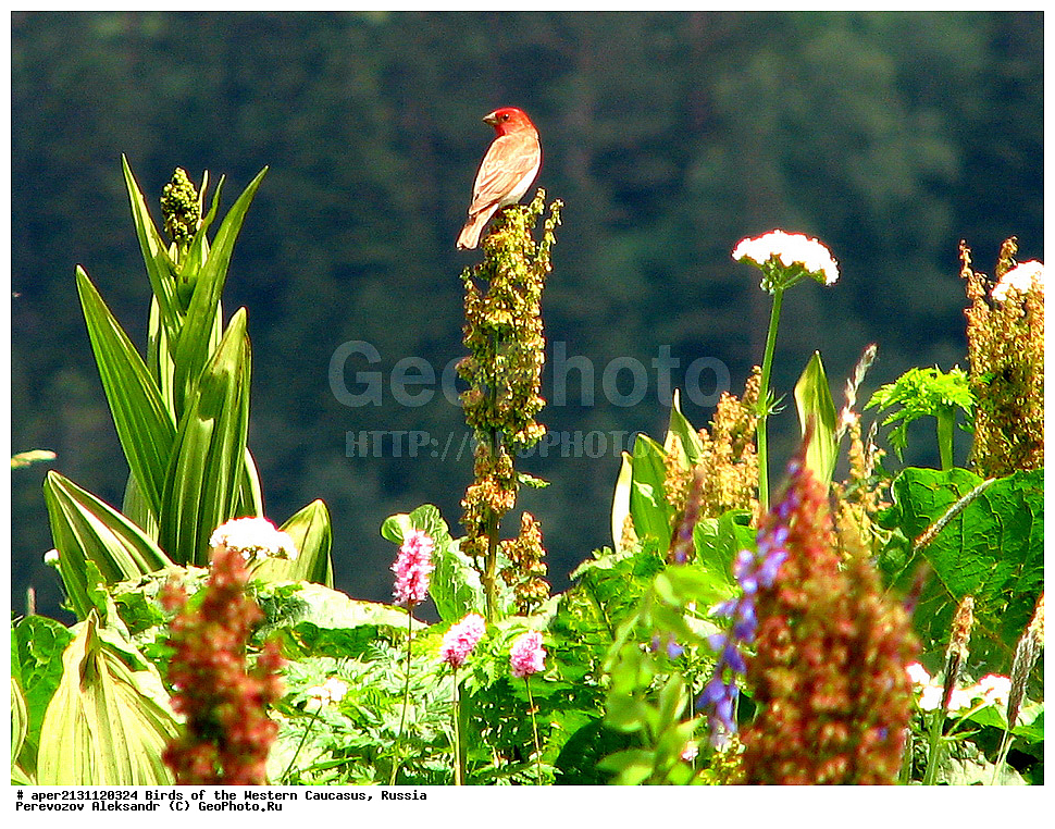 ����� ��������� �������, ������, ������������� ����, ������������ �������� , Carpodacus erythrinus, ��������, ��������, �����, �����, ��������, �����������, XYZ, ���������, Fringillidae, Erythrina erythrina