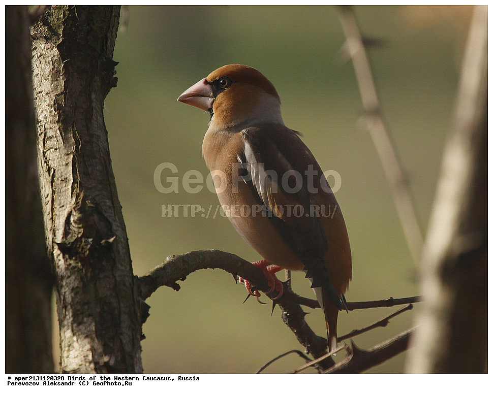 ����� ��������� �������, ������, ������������� ����, ������������ ������� , Coccothrausres coccothraustes, �����, �����, XYZ, ���������, Fringillidae